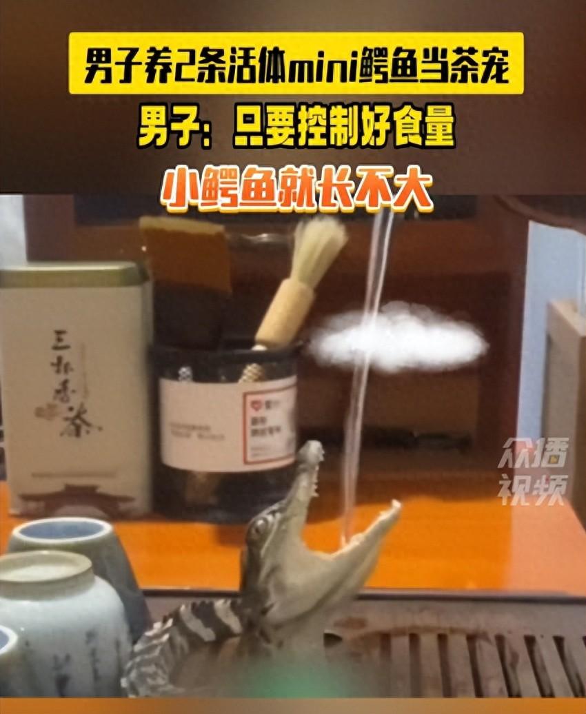 男子养2条活体mini鳄鱼当茶宠 网友留言太残忍你认可吗？