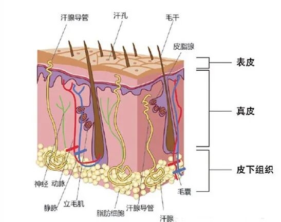 洗完头后自然风干好还是吹干好