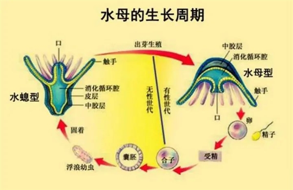 这种动物掌握了永生的秘密 而且身体切成几块就能变成几只